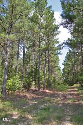 a view of a bunch of trees and bushes