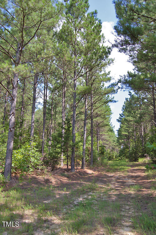 0 Buckhorn Road Bullock, NC 27507 - Photo 8 of 61 a view of a yard with trees