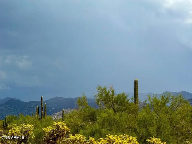 a close up of a plant in a garden