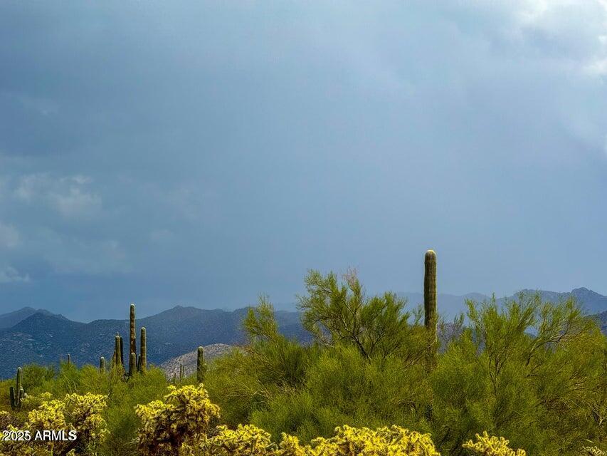 0 South Twin Hawk Marana, AZ 85658 - Photo 4 of 28 a close up of a plant in a garden