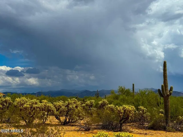 a view of a bunch of flowers and trees