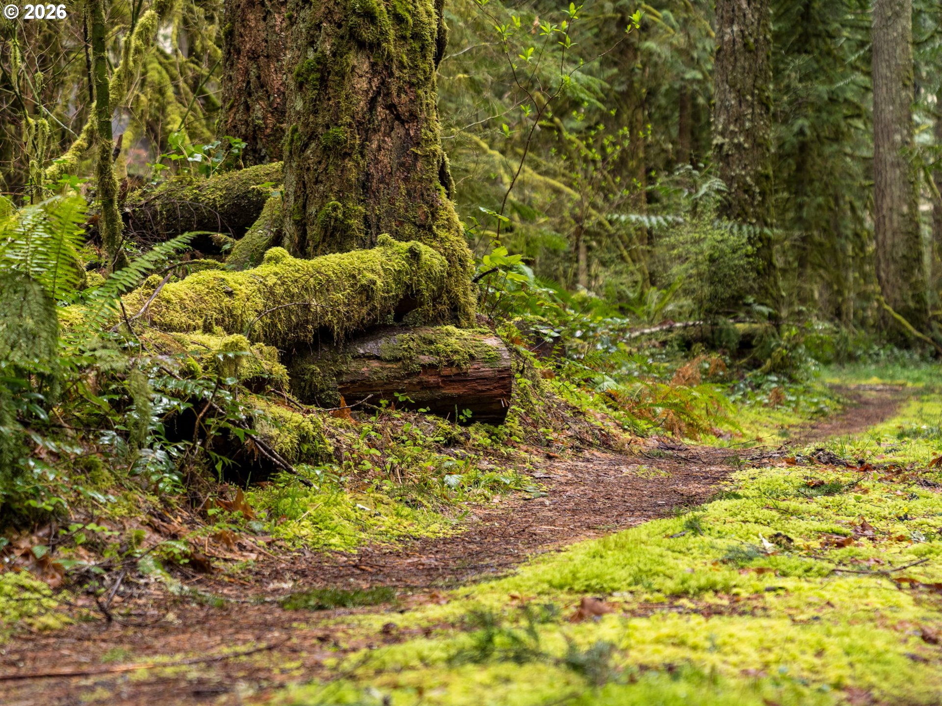 26715 Still Creek Road Rhododendron, OR 97049 - Photo 46 of 47