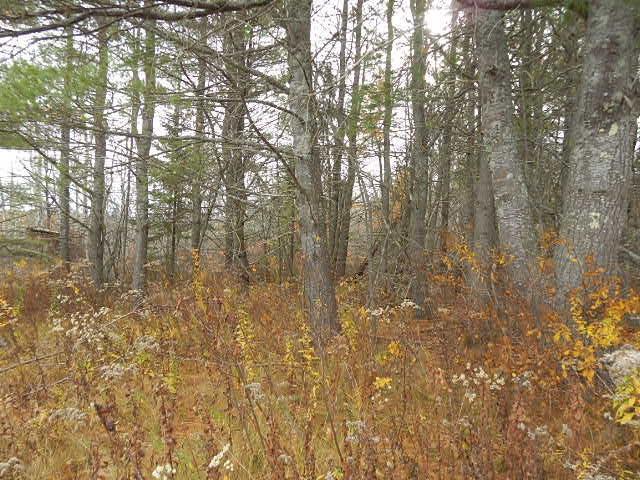 Lot 13-g West Bay Road Prospect Harbor, ME 04669 - Photo 8 of 20 Photo