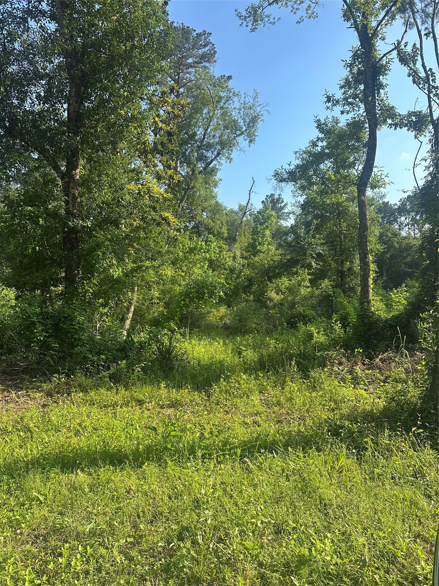 Tbd Little Lane Shepherd, TX 77371 - Photo 2 of 8 a view of a lush green forest