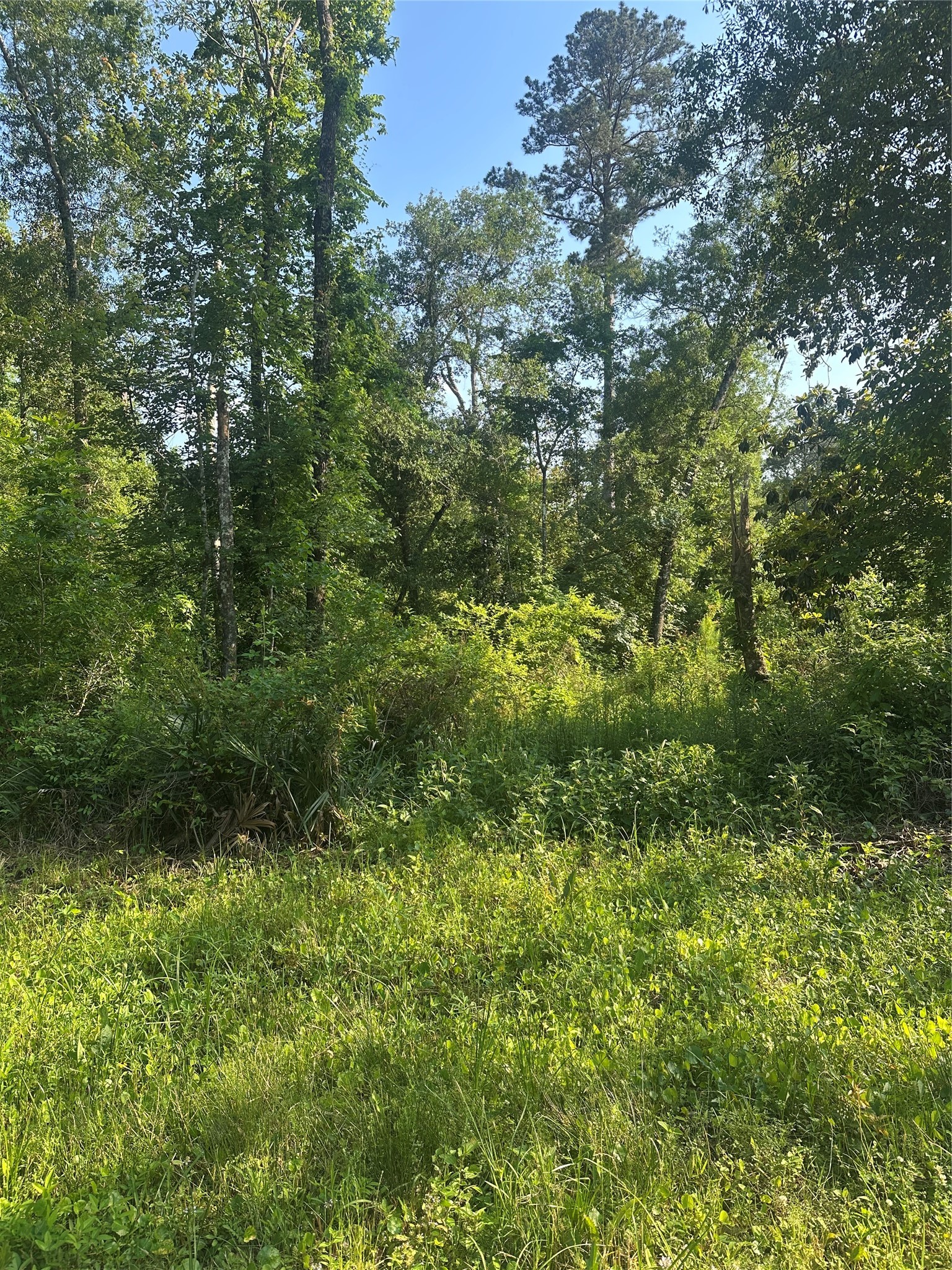 Tbd Little Lane Shepherd, TX 77371 - Photo 7 of 8 a view of a lush green forest