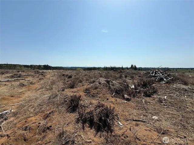 a view of lot of trees and covered with fog