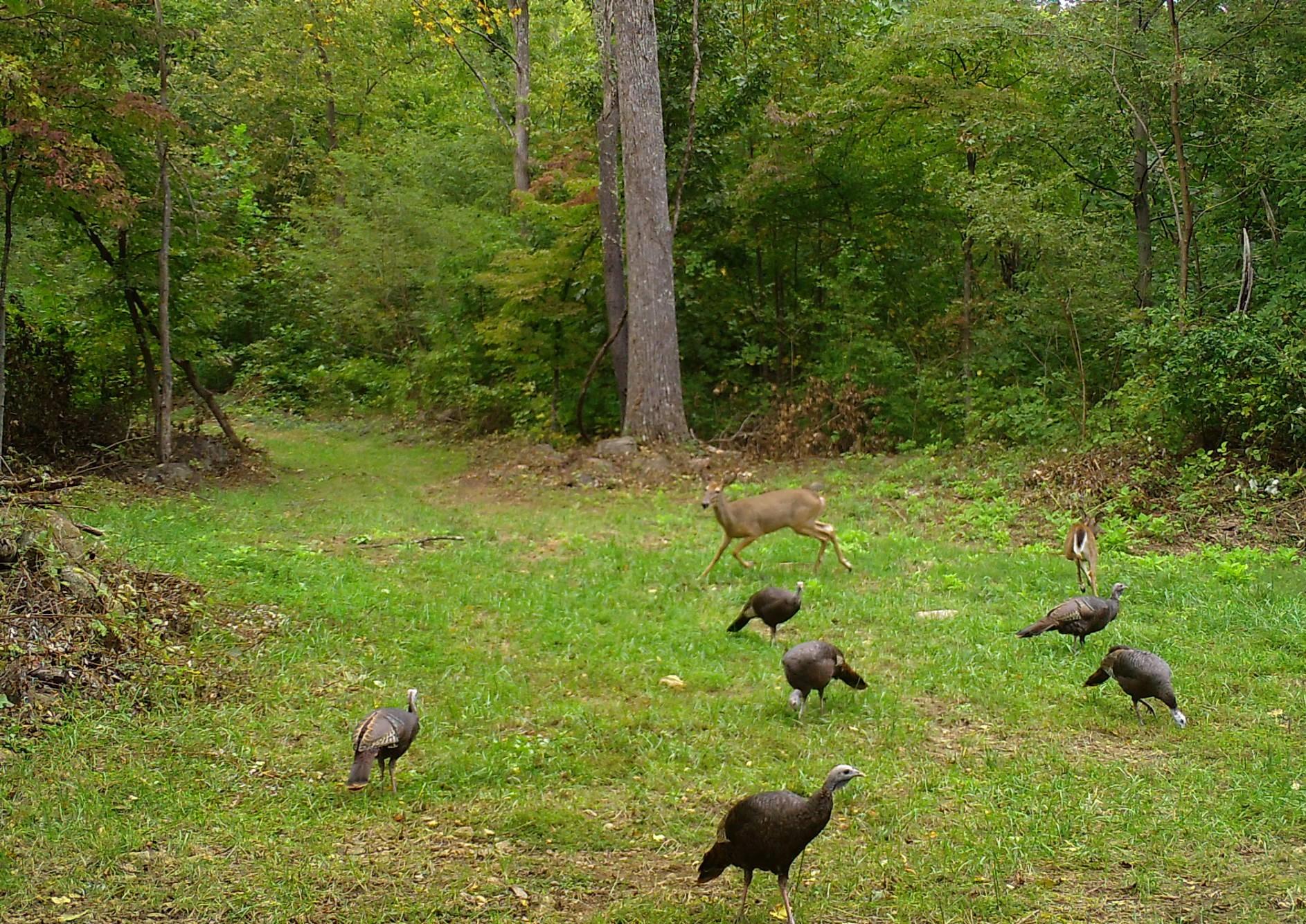 0 Karnes Road Bedford, VA 24523 - Photo 14 of 17 IMG_3145