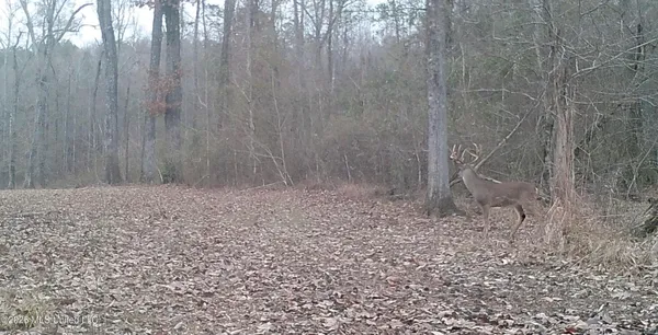 $995,000 | Ms-35, Vaiden, MS 39176