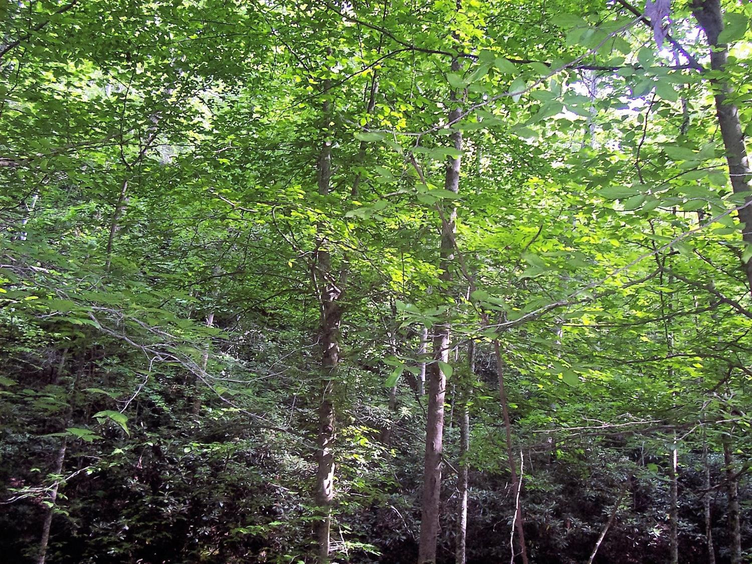 4236 Beech Timber Road Beattyville, KY 41311 - Photo 64 of 76 Photo 64