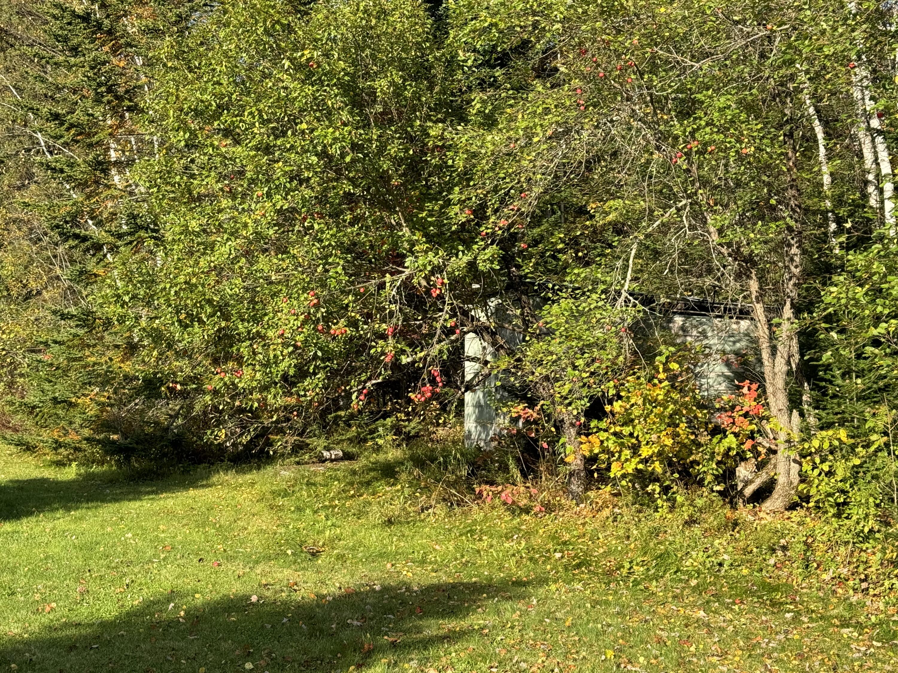 619 Colby Siding Road Woodland, ME 04736 - Photo 11 of 29 IMG_0369