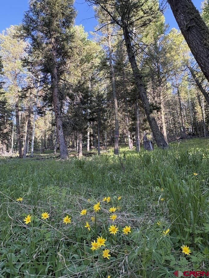 447 Ute Road Cimarron, CO 81220 - Photo 3 of 6 Gallery Image 3