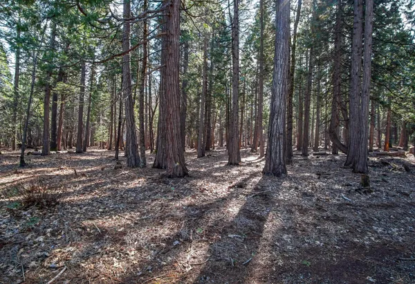 a view of outdoor space with lots of trees