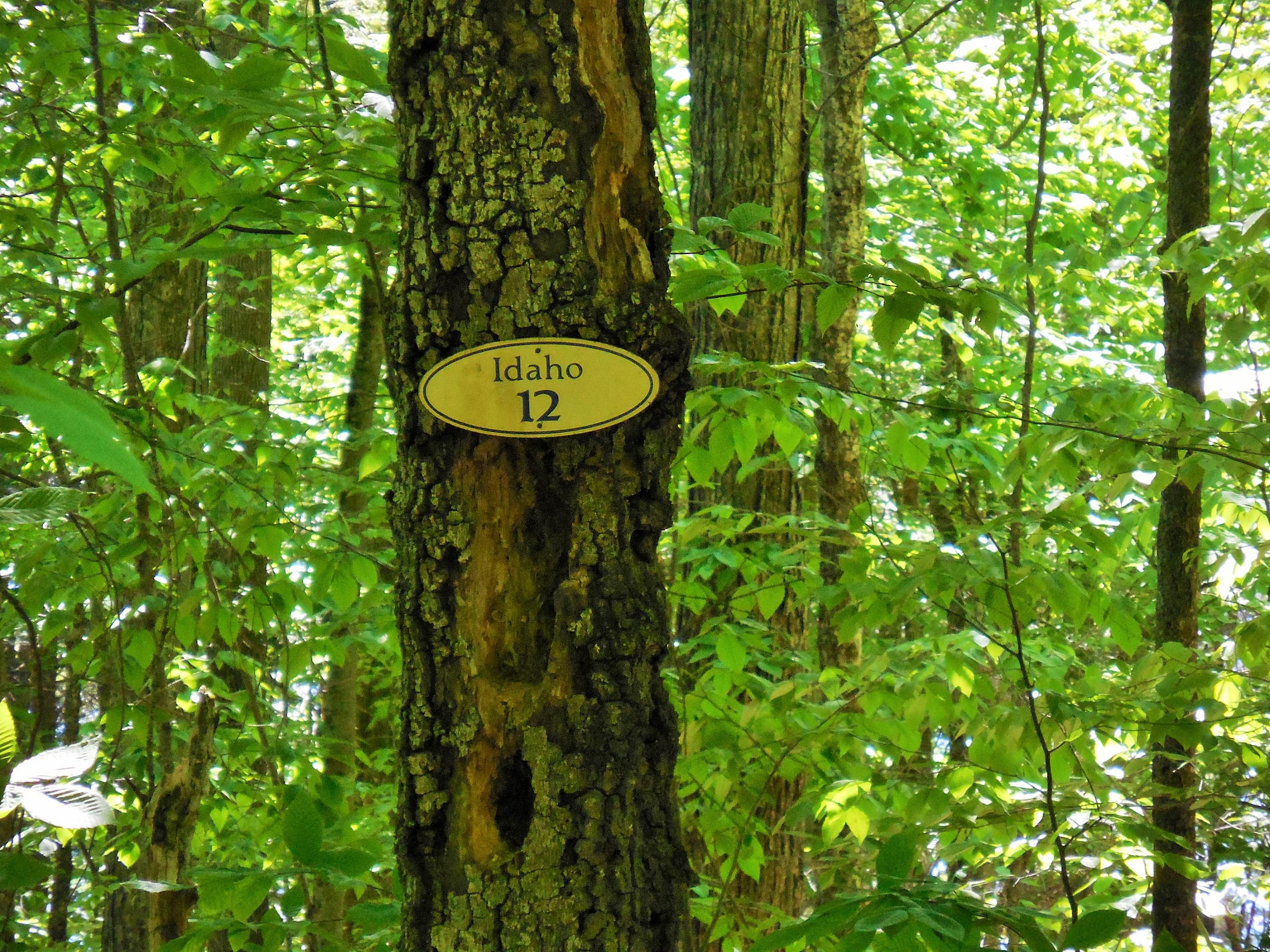 Lot 12 Shues Lane Ripley, ME 04930 - Photo 4 of 8 DSCN2100
