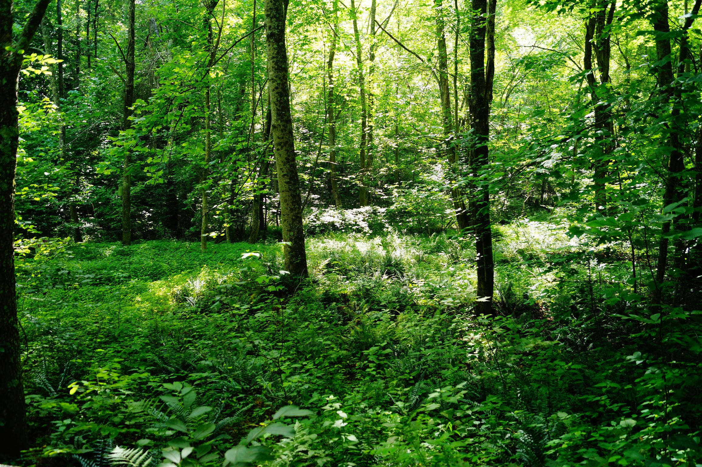 1 Dustin Creek Road Spring City, TN 37381 - Photo 17 of 18
