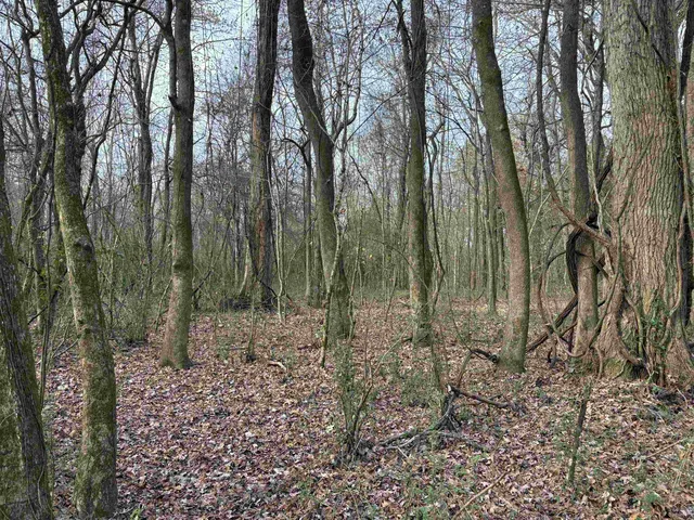 a view of a forest with lots of trees