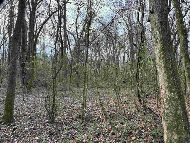 a view of a forest with trees