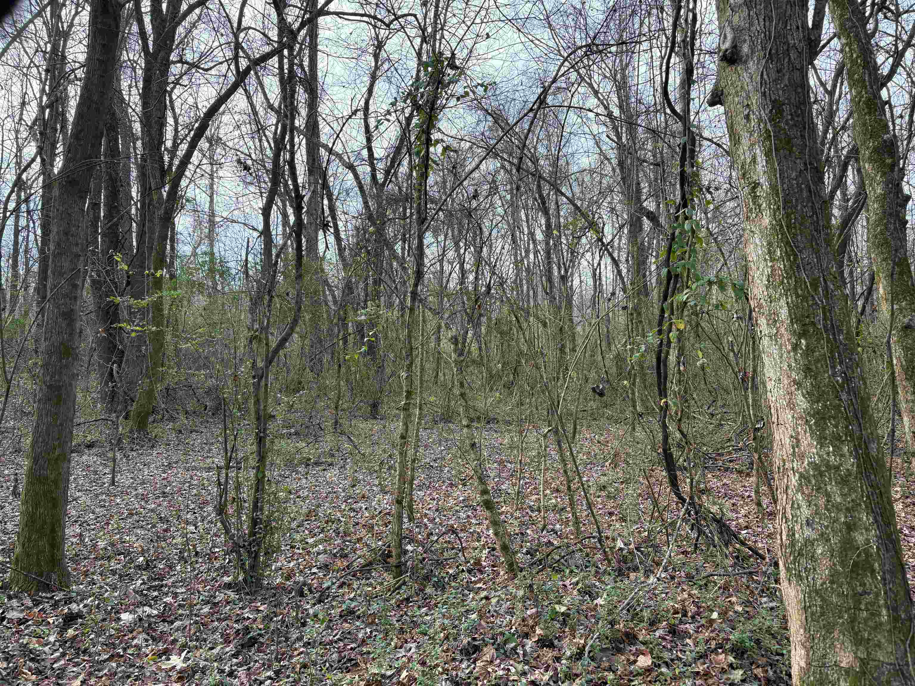 0 Old Millington Road Memphis, TN 38127 - Photo 4 of 7