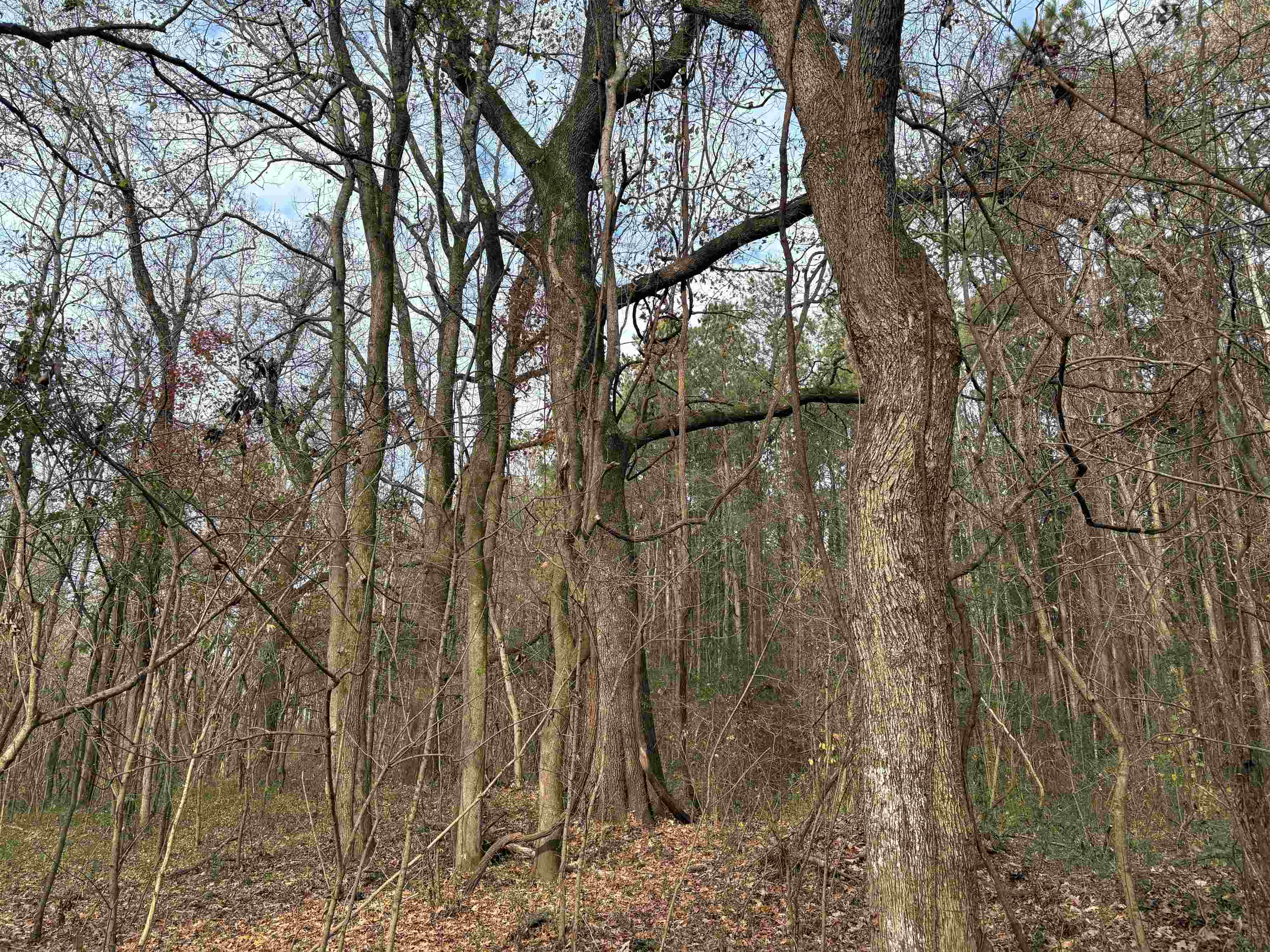 0 Old Millington Road Memphis, TN 38127 - Photo 5 of 7