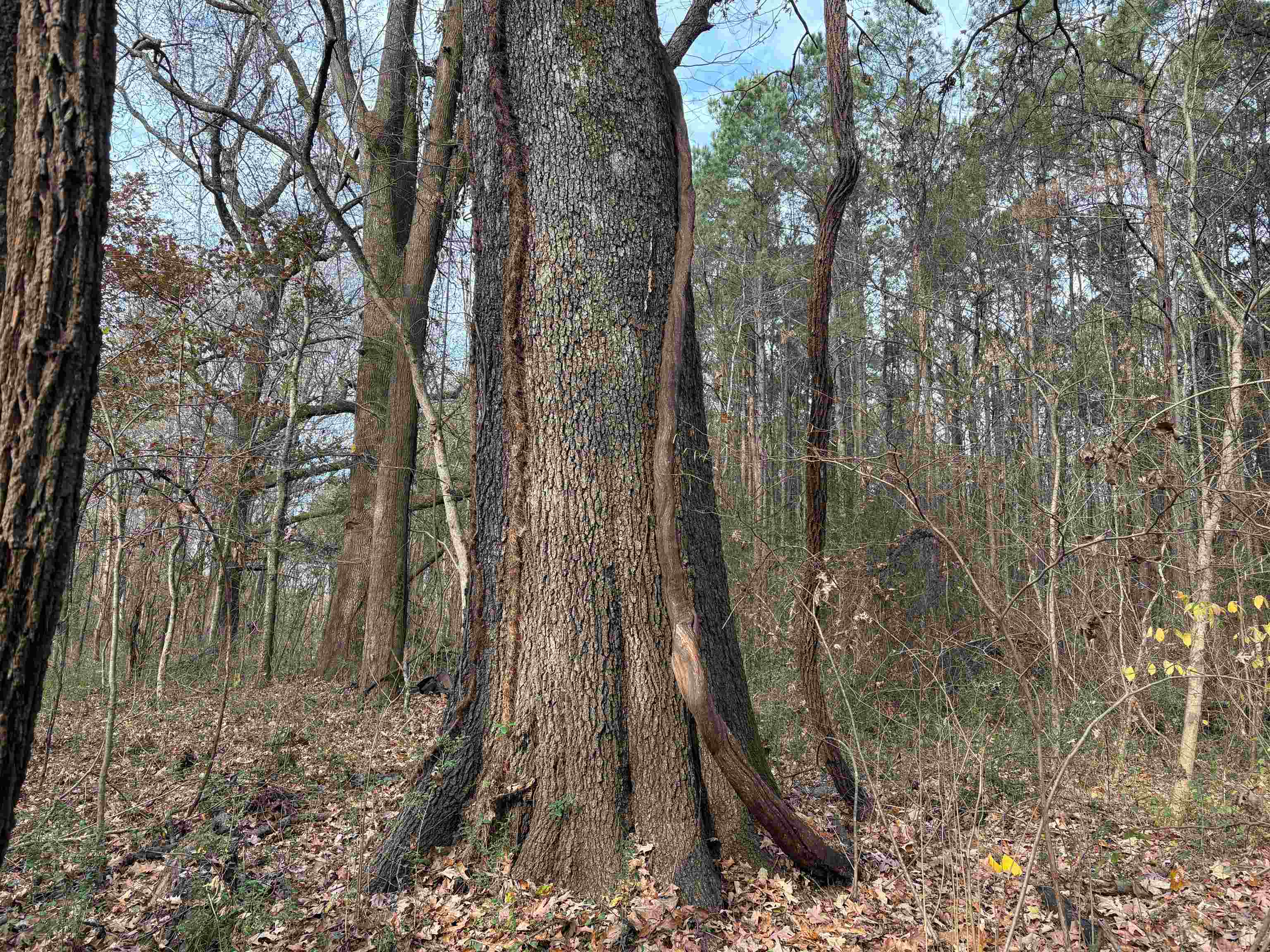 0 Old Millington Road Memphis, TN 38127 - Photo 7 of 7