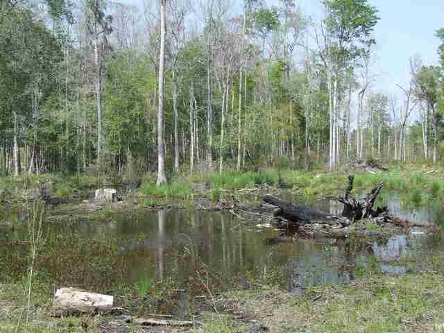 841 7 Bridges Road Monticello, FL 32344 - Photo 3 of 8 Gallery Image 3