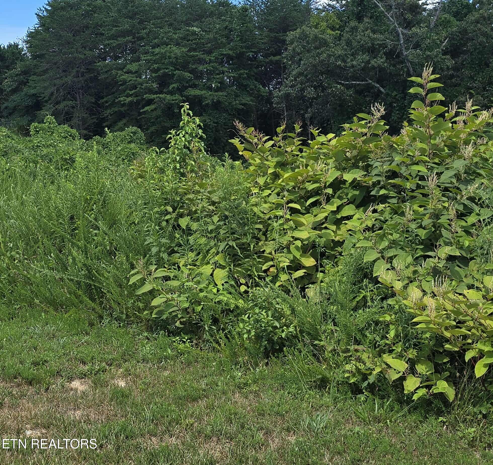 52 Paint Rock Ferry Road Kingston, TN 37763 - Photo 5 of 8 520227430_1883899105519859_7425253205216