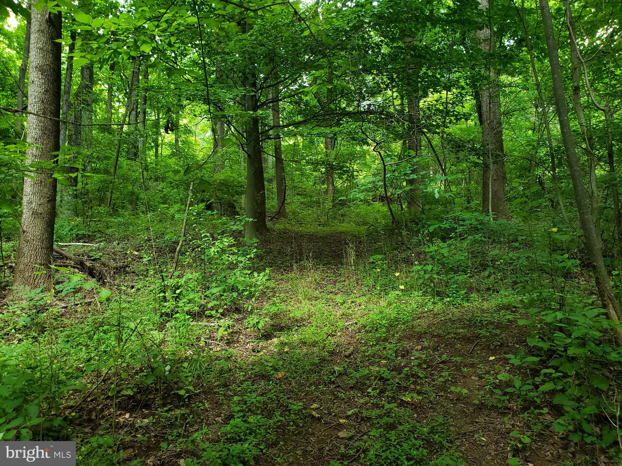 a view of a lush green forest