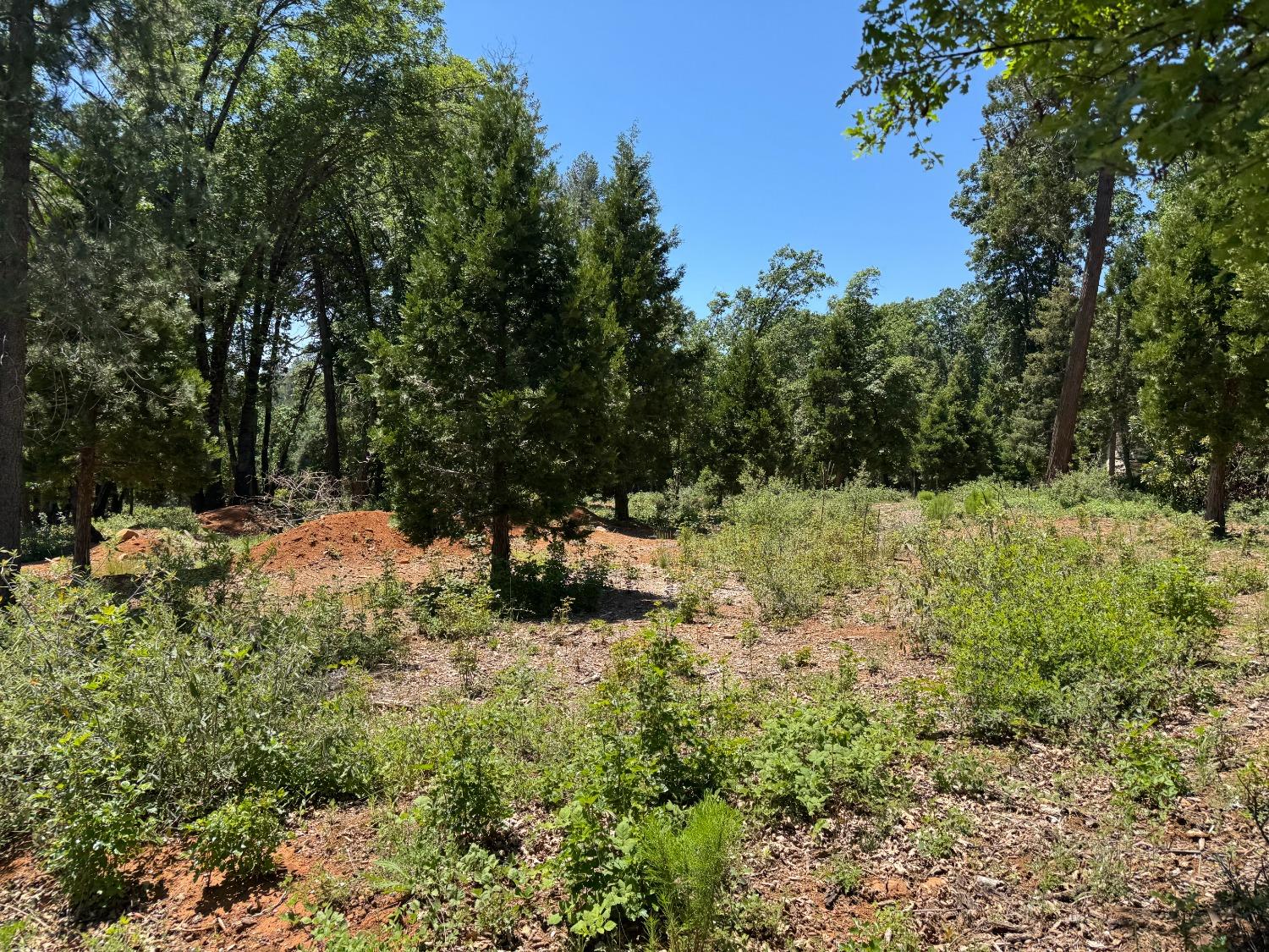 20710 Foresthill Road Foresthill, CA 95631 - Photo 6 of 12 a view of a yard with trees