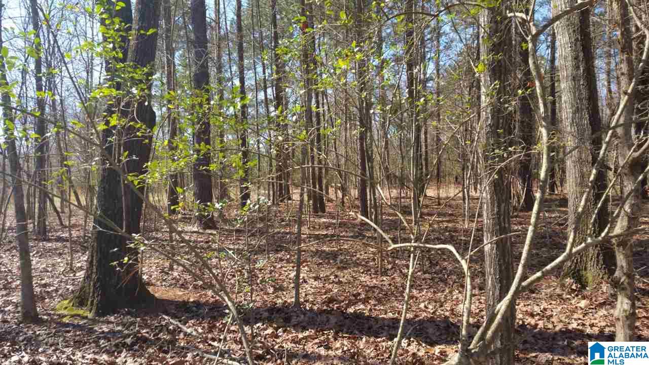 980 Sunset Strip Road, Unit 7 Pell City, AL 35128 - Photo 5 of 6