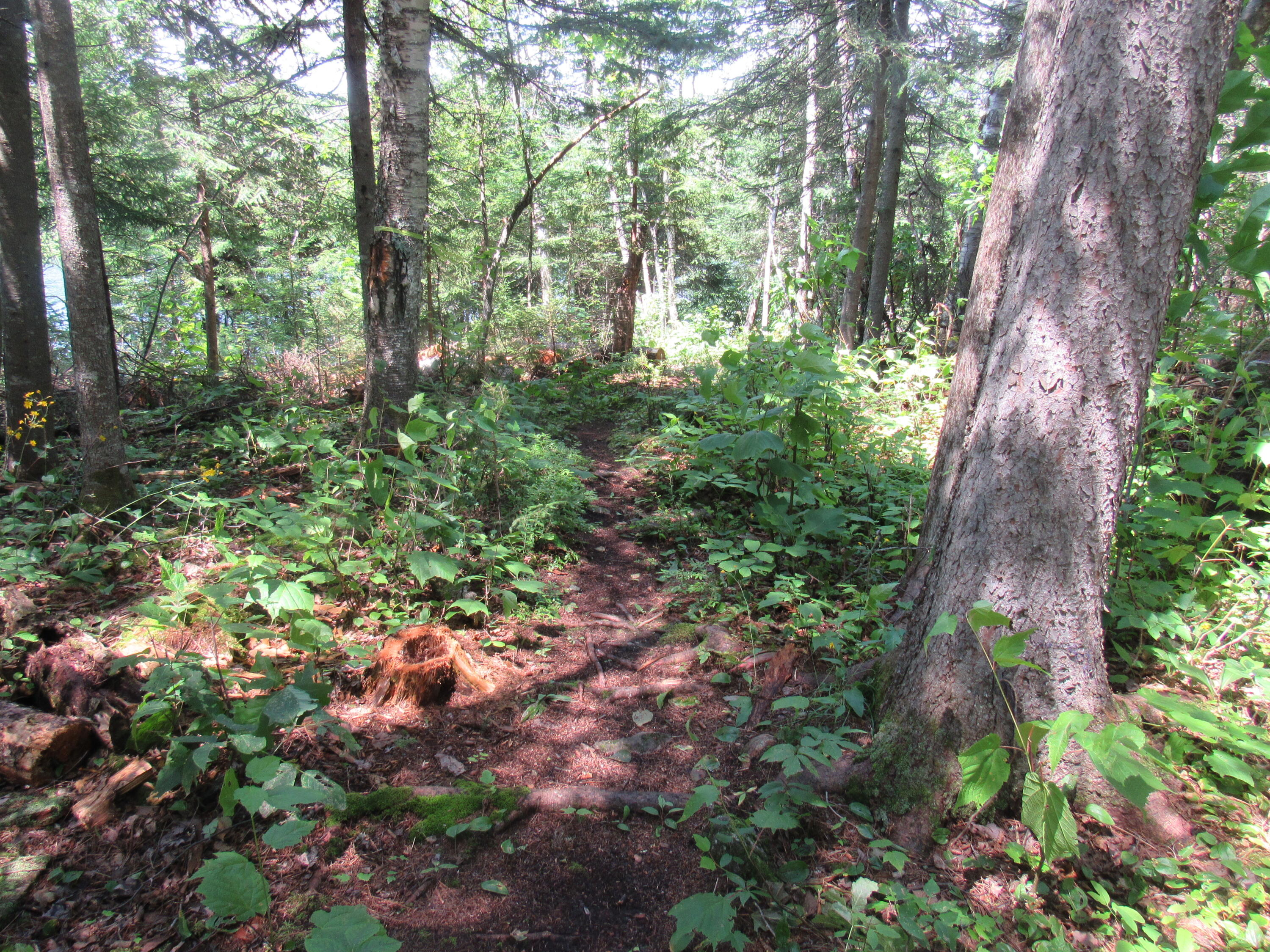 2 Moose Point Road Jackman, ME 04945 - Photo 23 of 25 IMG_6564