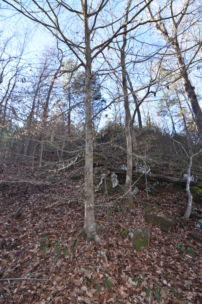 600 Plank Road, Unit 2 Dillwyn, VA 23936 - Photo 11 of 23 Gallery Image 11