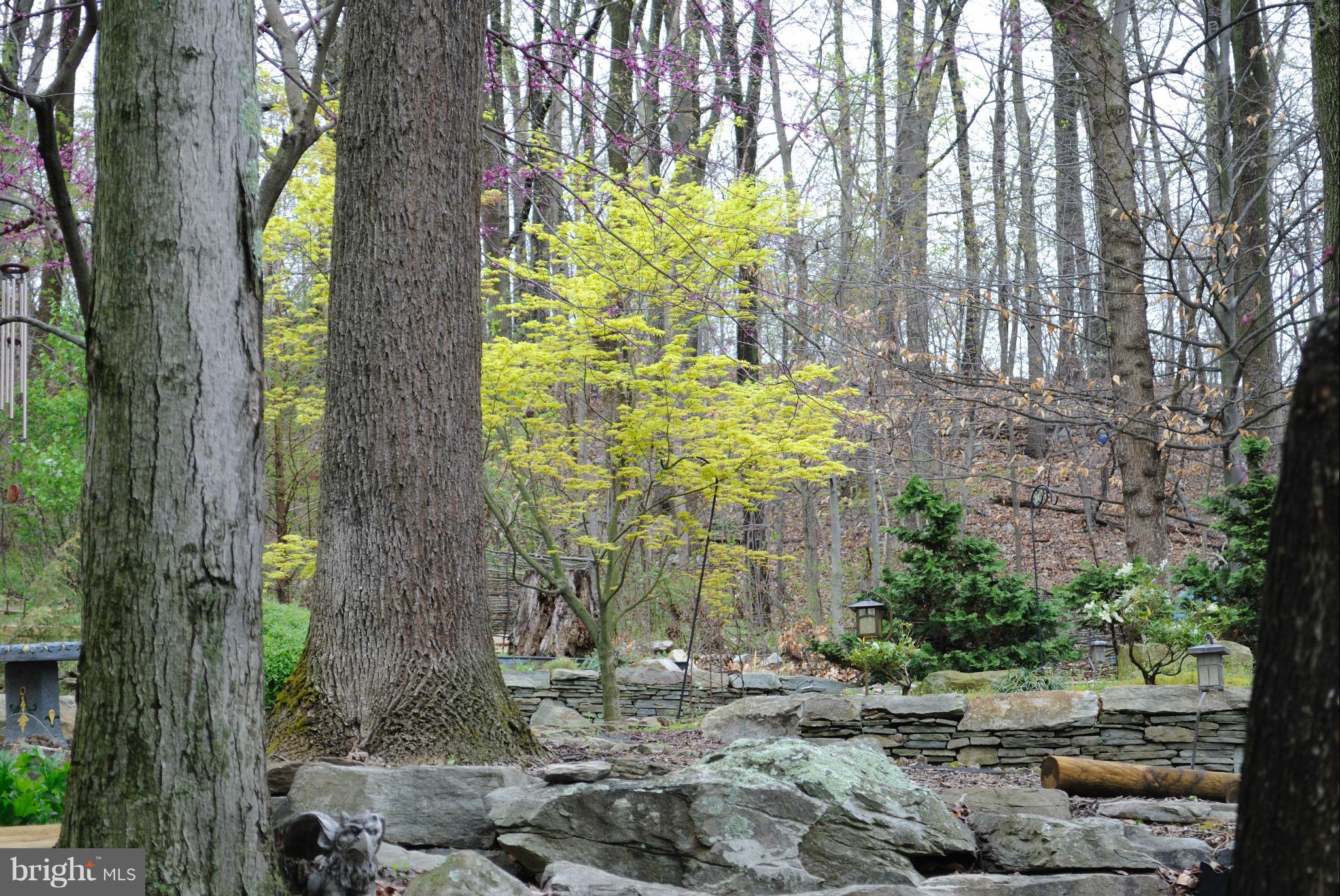 3880 Point Of Rocks Road Jefferson, MD 21755 - Photo 22 of 30 a plant is in middle of the forest