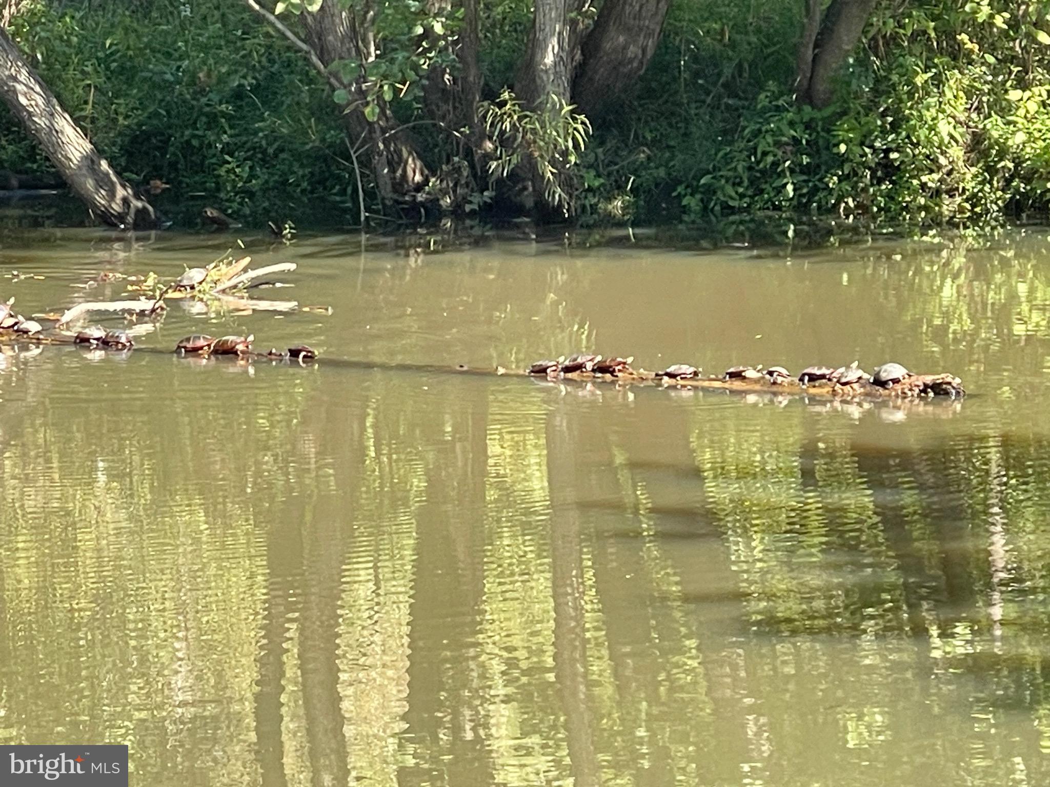 7 Jennings Road Medford, NJ 08055 - Photo 3 of 27 Turtles on the log in the creek