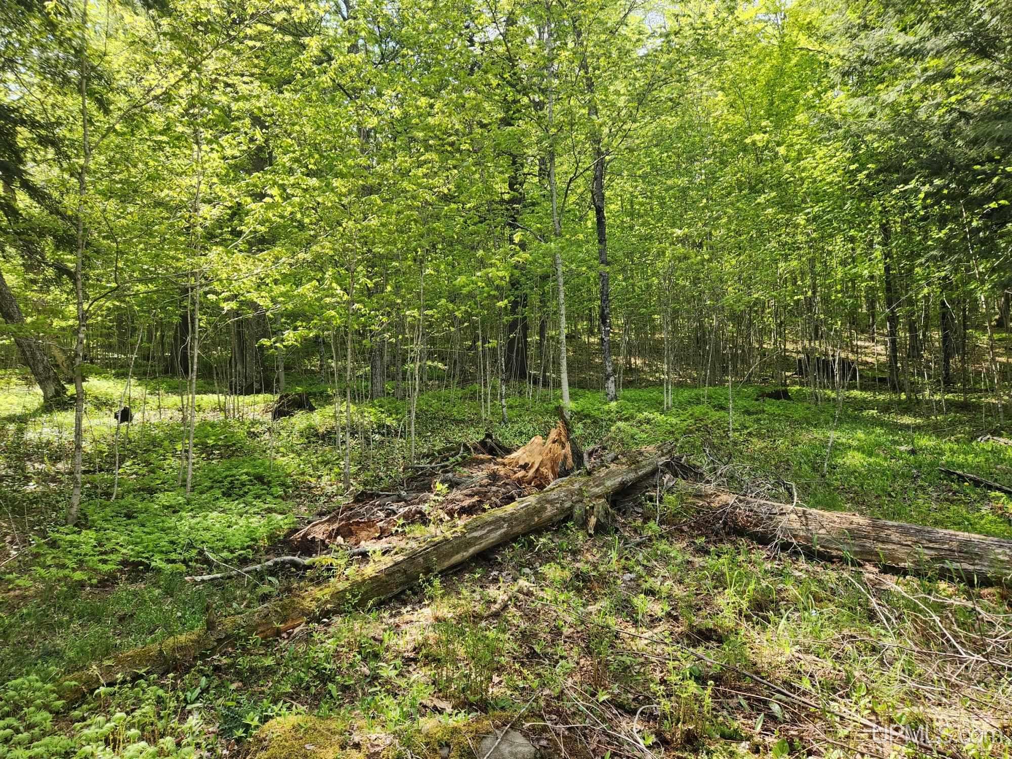 Lot 20 University Road Iron River, MI 49935 - Photo 7 of 23 Gallery Image 7