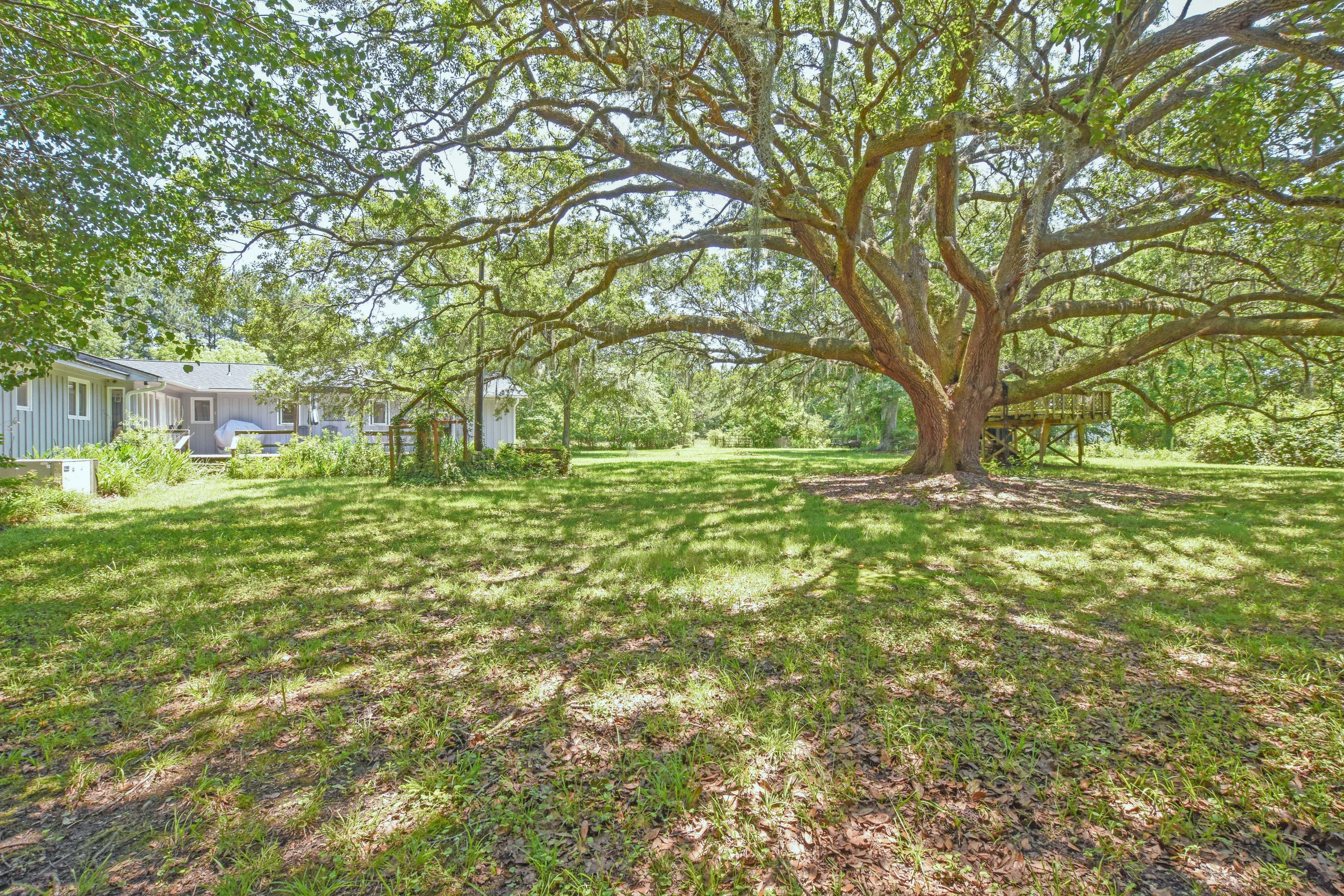 Oak Tree