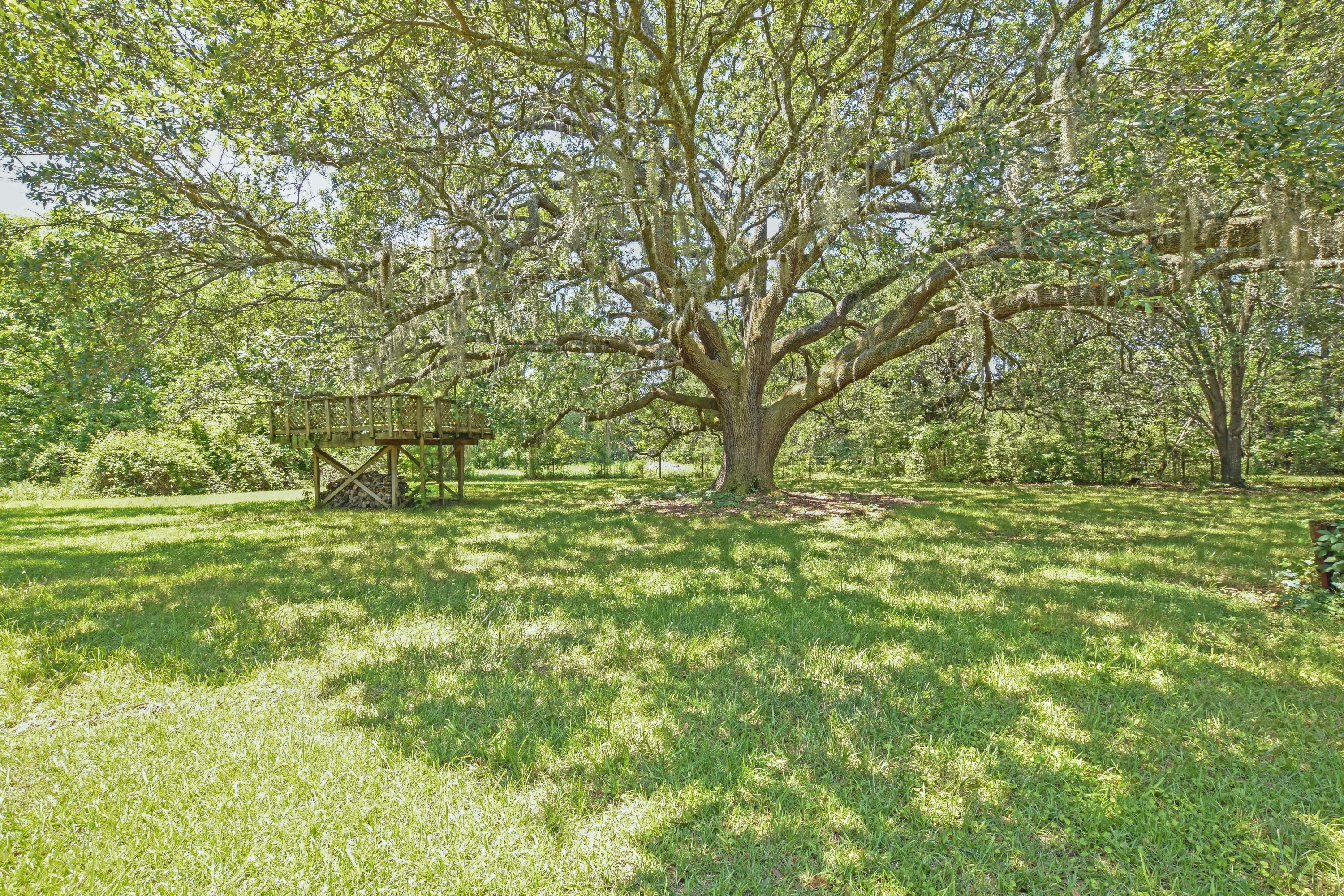 1701 Cooper Store Road Moncks Corner, SC 29461 - Photo 27 of 27 Oak Tree
