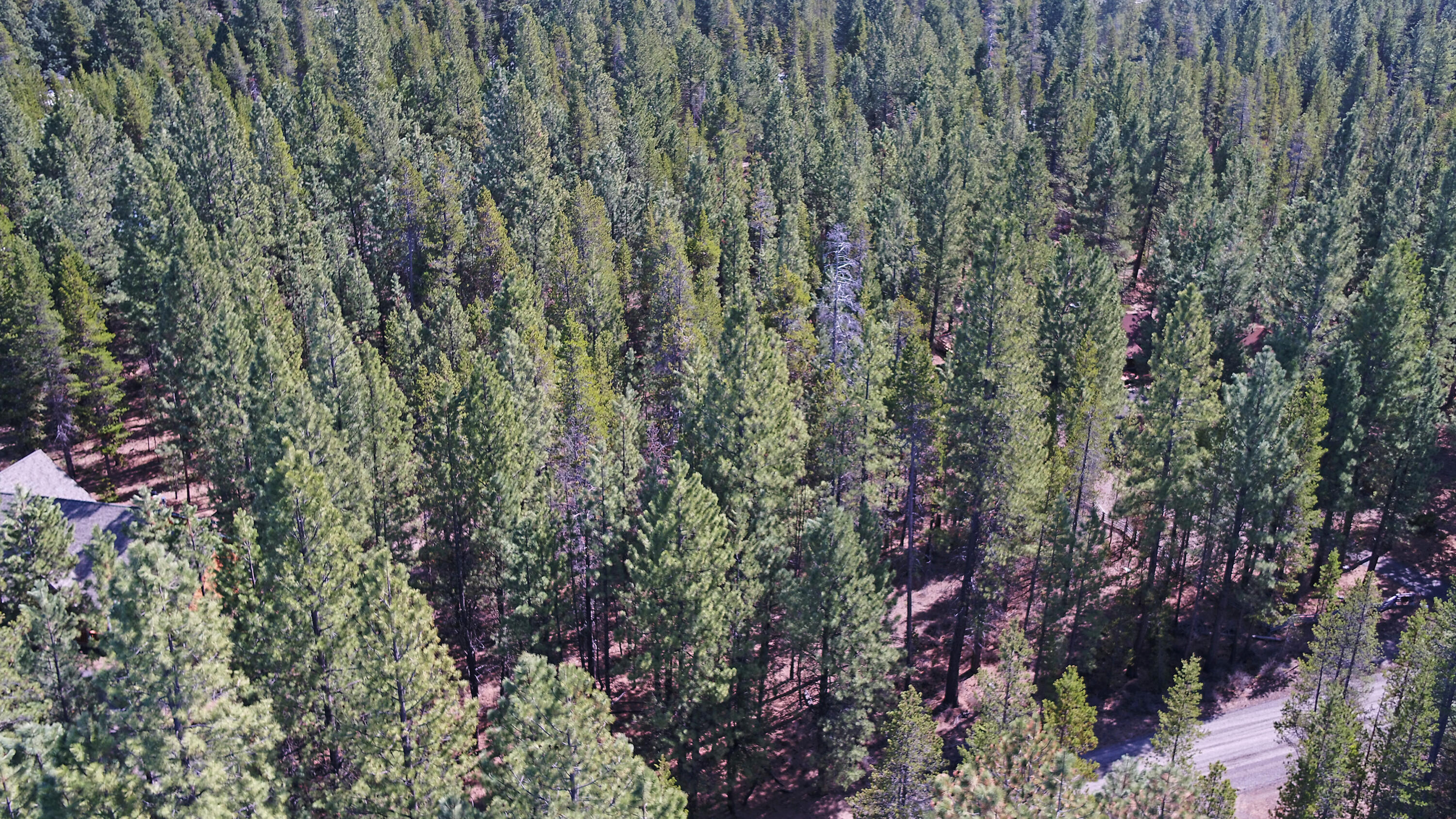 56748 Spring River Loop Bend, OR 97707 - Photo 11 of 17 a view of a forest with a tree