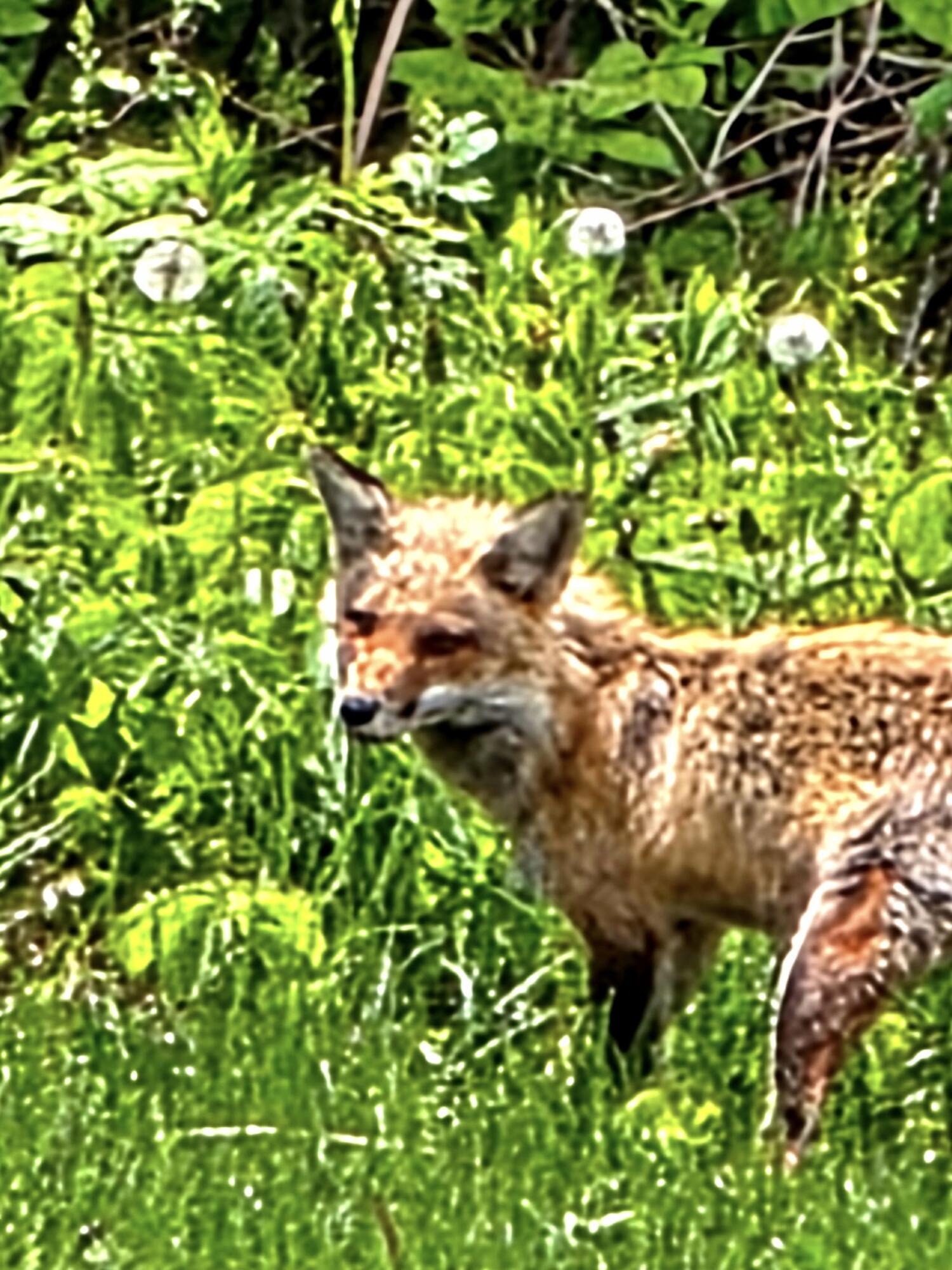 28 Messina Skowhegan, ME 04976 - Photo 64 of 71 332713246200927228