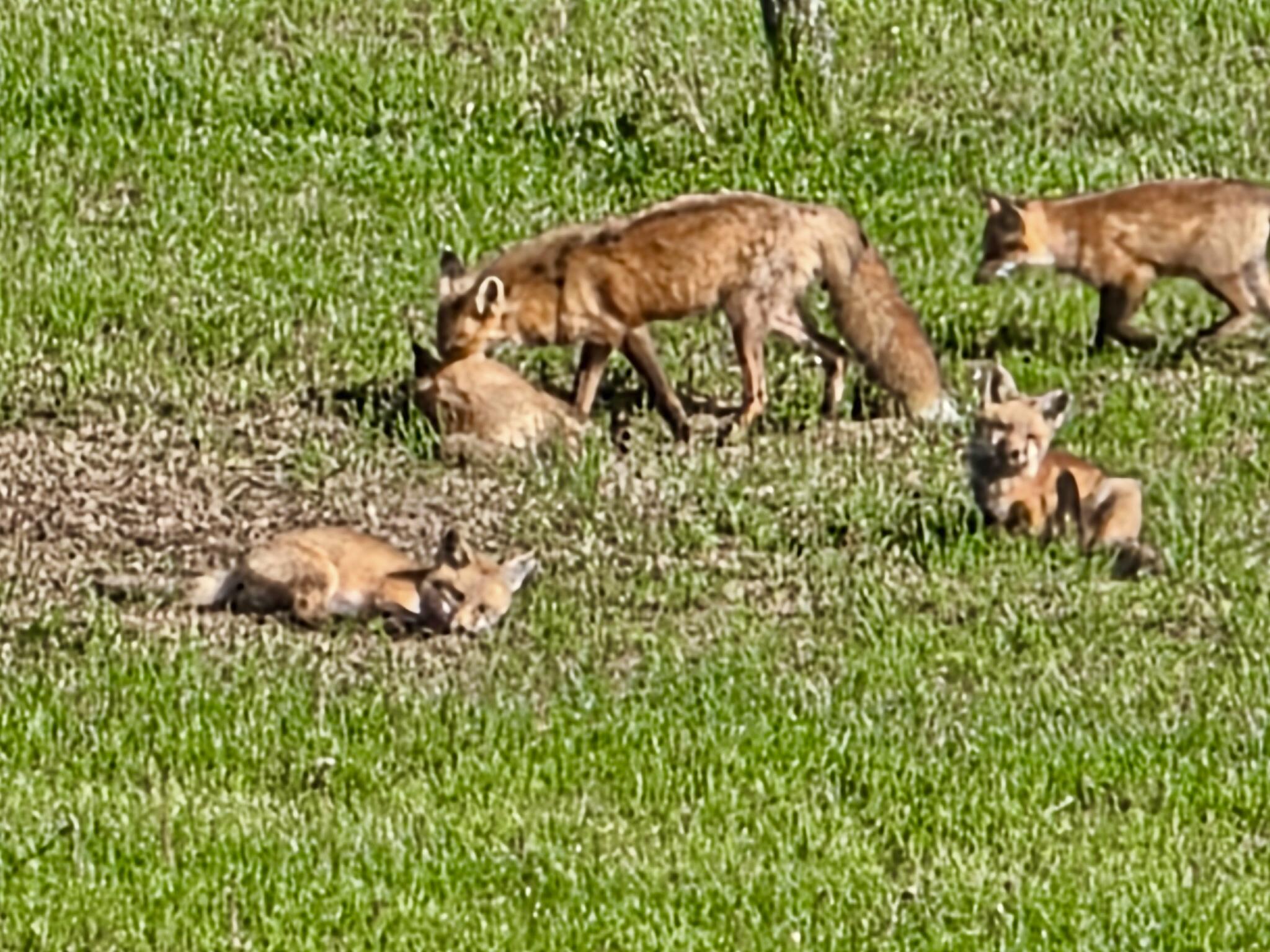 28 Messina Skowhegan, ME 04976 - Photo 65 of 71 6609630248200799173