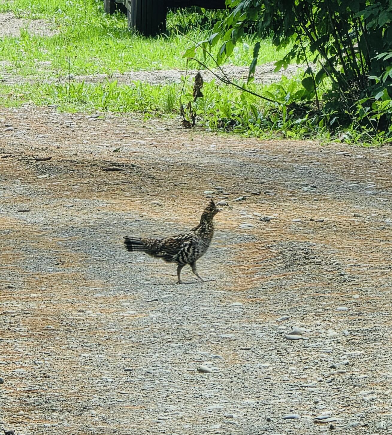 28 Messina Skowhegan, ME 04976 - Photo 69 of 71 5240443927625285937