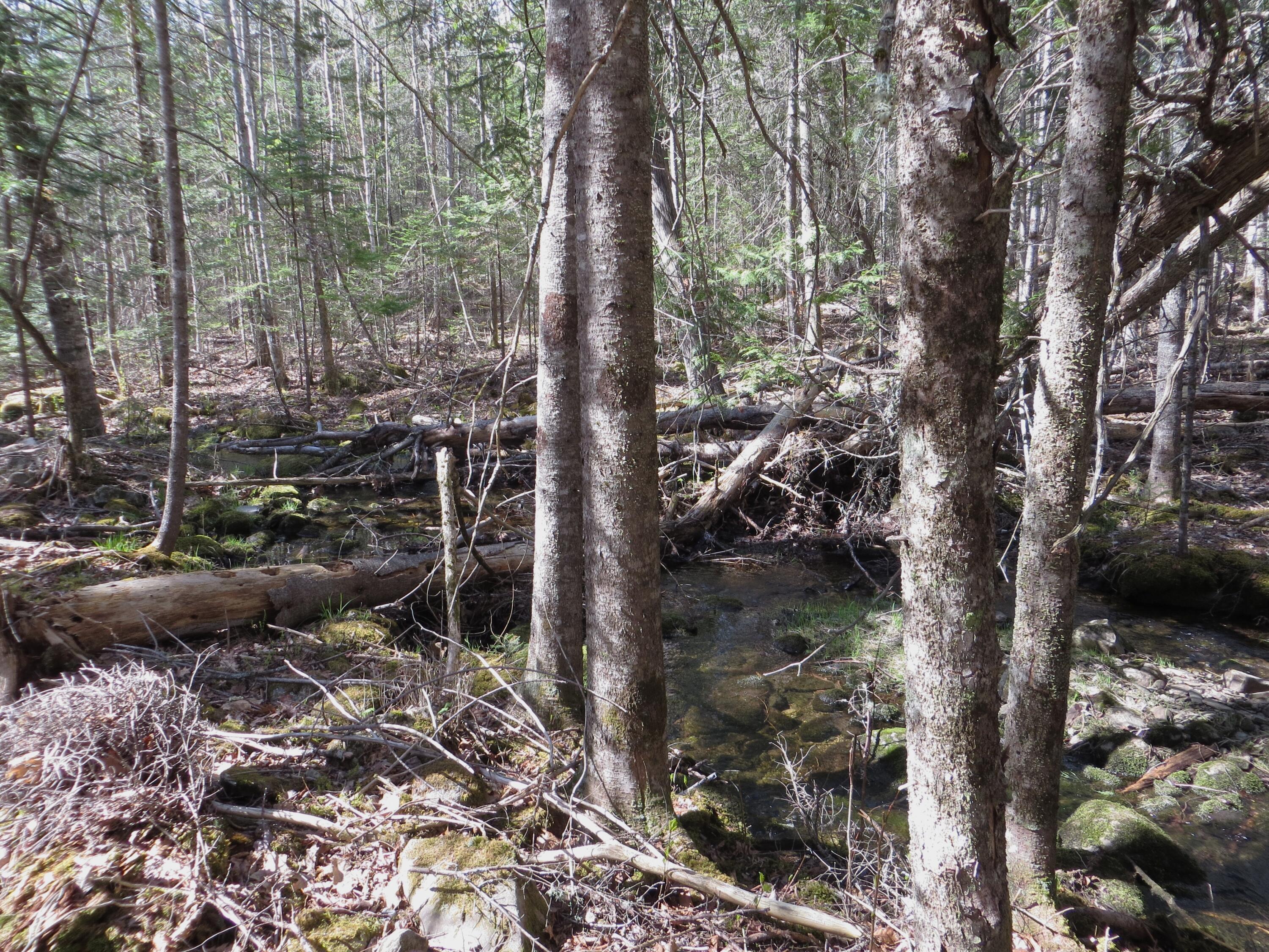 Tbd Fitz Road, Unit 1018 Kenduskeag, ME 04450 - Photo 4 of 8 Fitz Rd stream 4