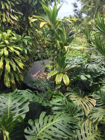 a view of banana tree