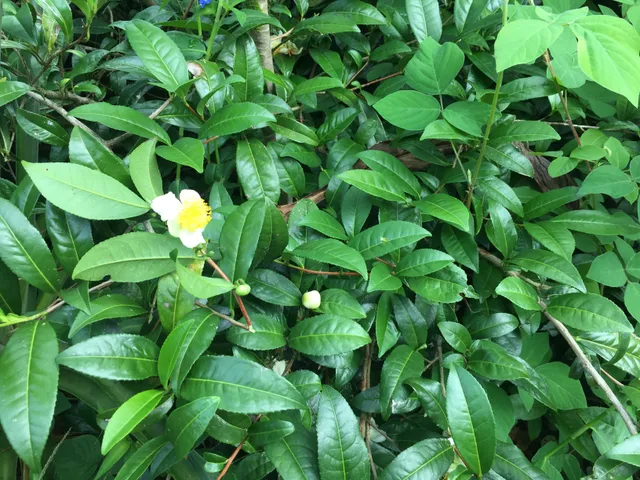 a close up of a plant