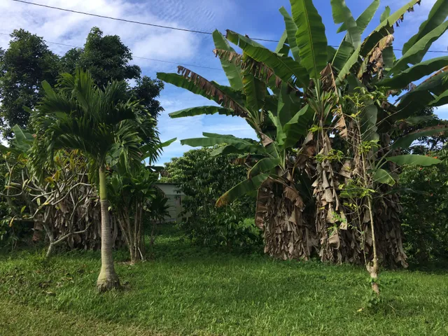 a view of a tree in a yard