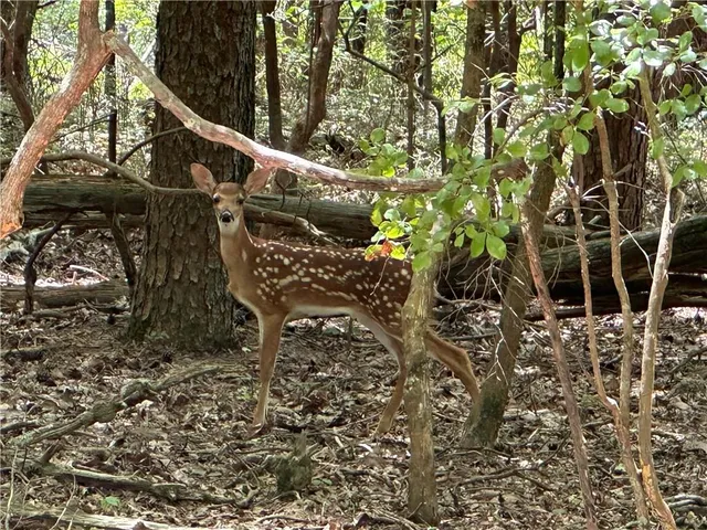 a backyard of a house with lots of green space