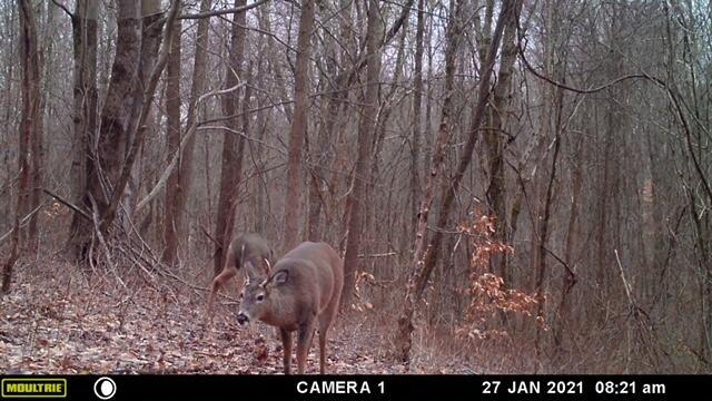 57640 St John Road Quaker City, OH 43773 - Photo 32 of 51 Young Buck