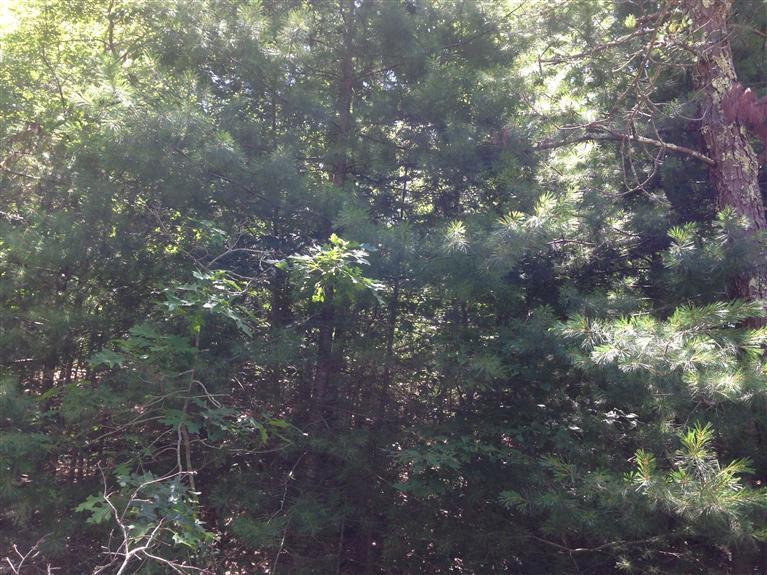 17 Cove Road Forestdale, MA 02644 - Photo 5 of 16 Additional Photo