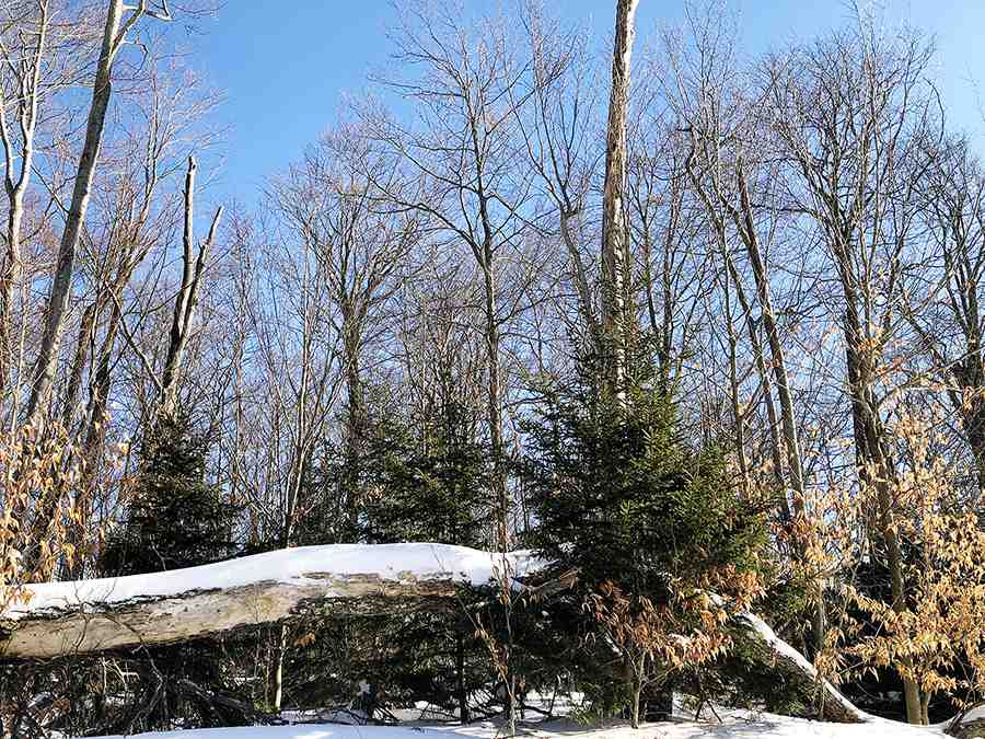 130 Colony Road, Unit 2 Warren, VT 05674 - Photo 26 of 29