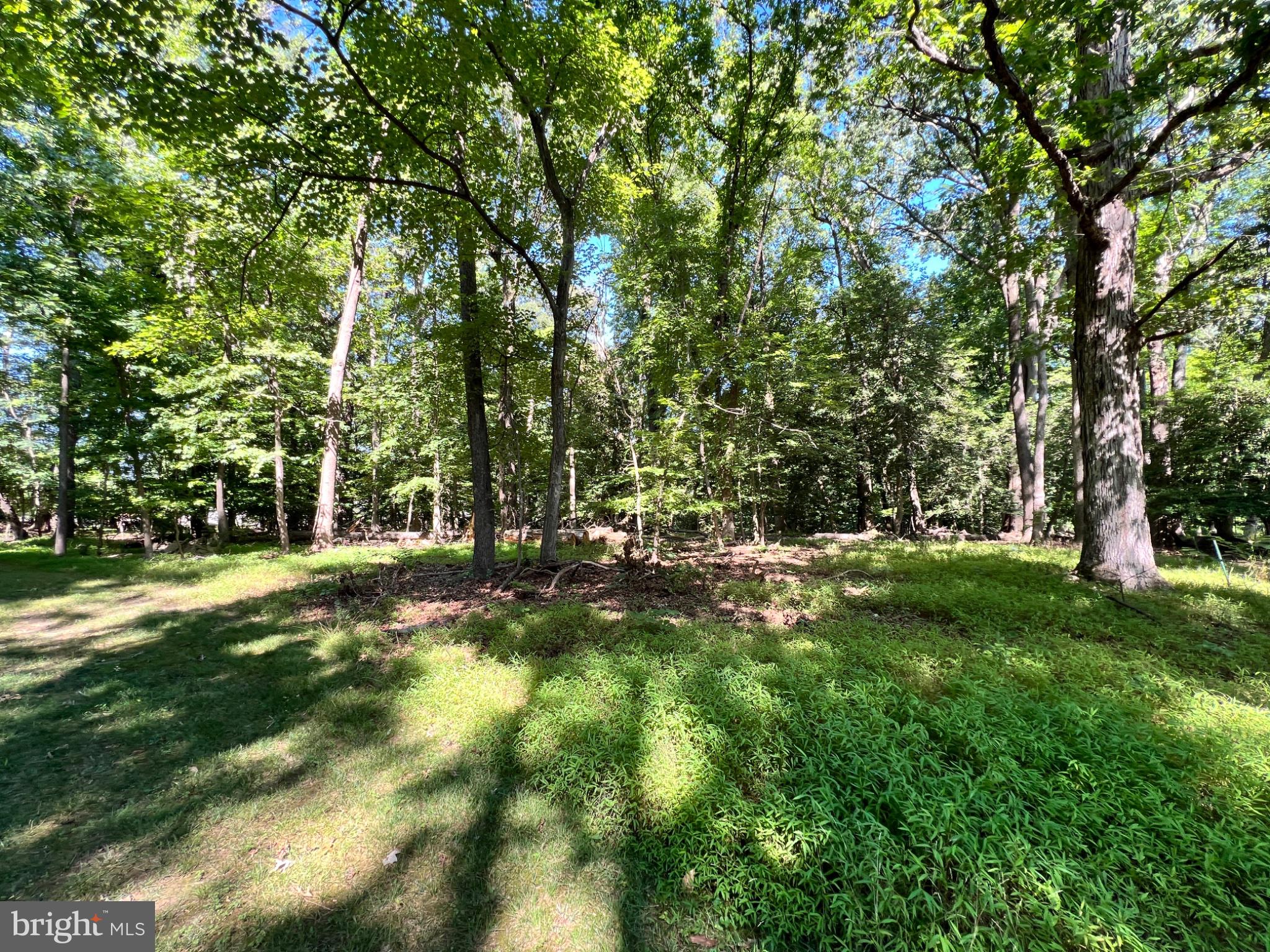 Lush woodland retreat awaits exploration.