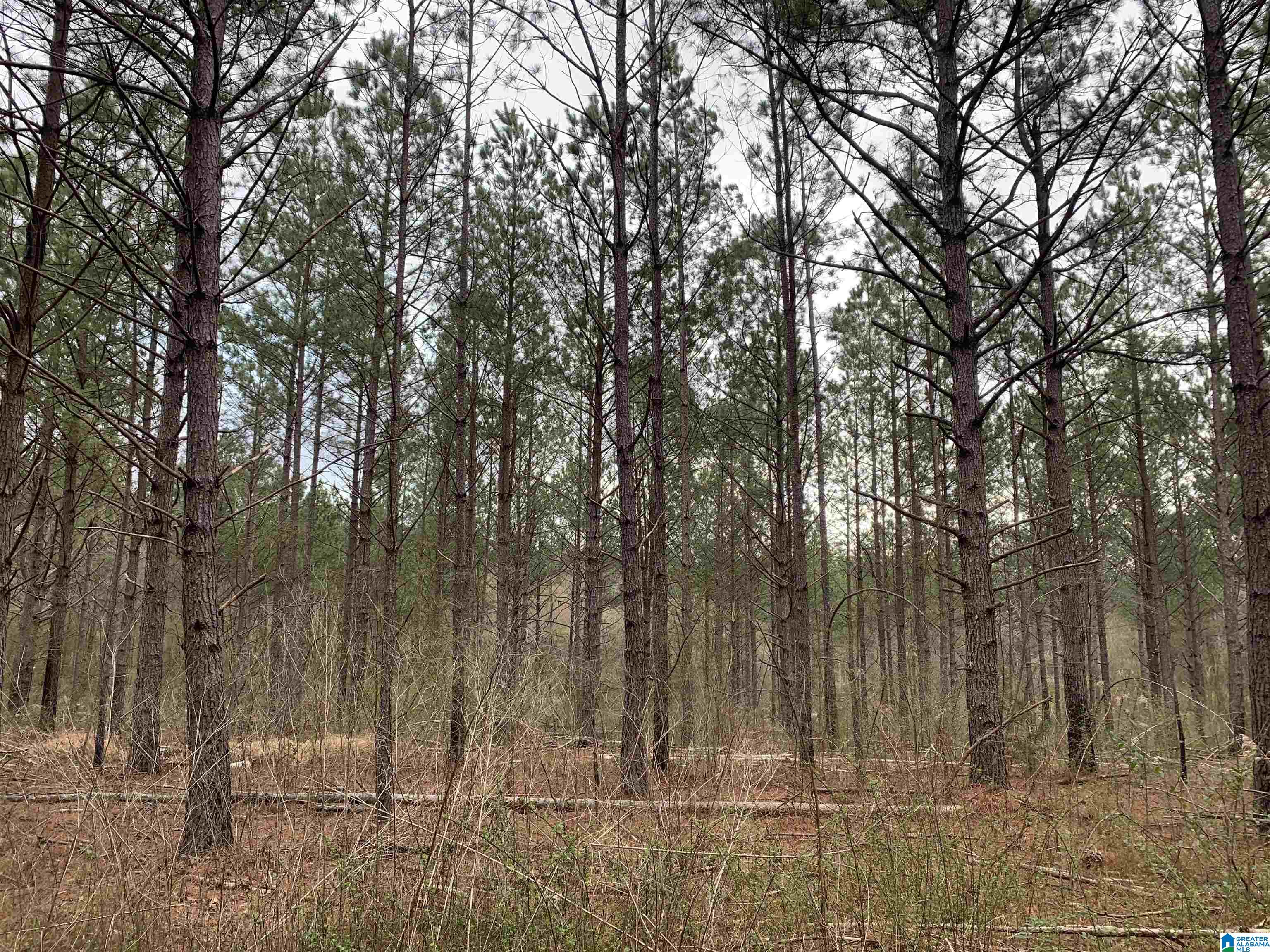 Shady Glen Road, Unit 50 91 Anniston, AL 36201 - Photo 15 of 15