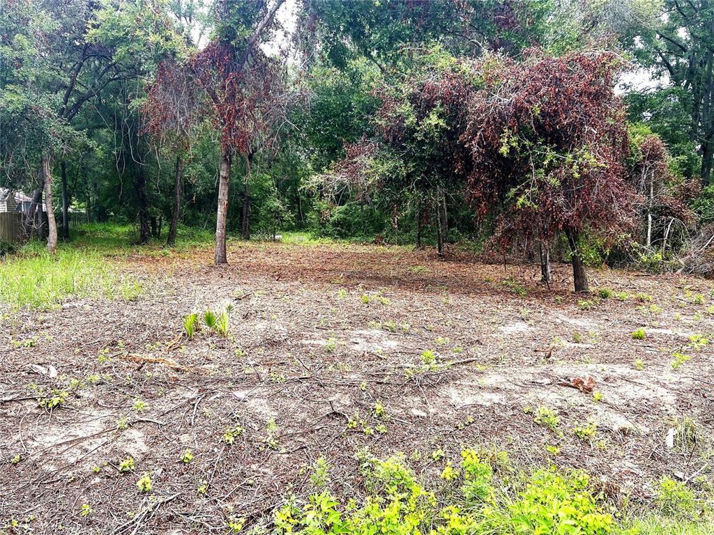 41 Southeast 81st Court Summerfield, FL 34491 - Photo 3 of 7 a backyard of a house with lots of green space